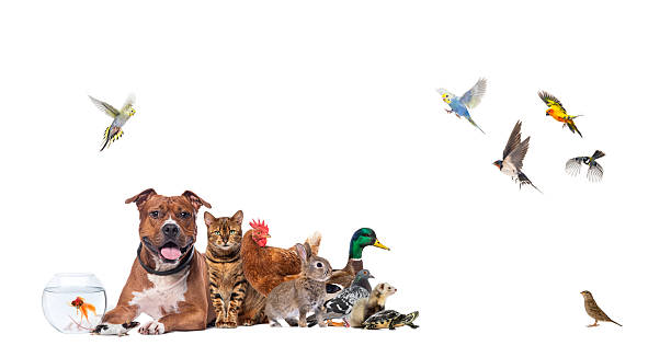 Group of many different animals and pets standing together on a white background